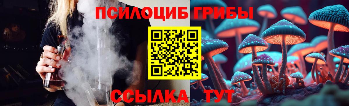 Псилоцибиновые грибы Psilocybe Краснокаменск